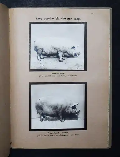 TIERRASSEN - PHOTOGRAPHIE PFERDE 1912 - Animaux domestiques races allemandes