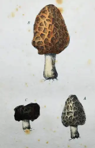 Cordier, Guide de l’amateur le champignons 1826 Trüffel PILZE MYCOLOGY MUSHROOMS