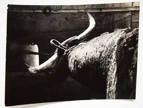 Clergue, Toros Muertos + 3 ORIGINAL-PHOTOGRAPHIEN Bull Fighting Stierkampf