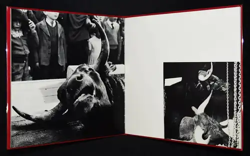 Clergue, Toros Muertos + 3 ORIGINAL-PHOTOGRAPHIEN Bull Fighting Stierkampf