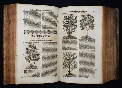 KRÄUTERBUCH 1664 KREUTERBUCH HEILPFLANZEN BOTANIK BOTANY HERBS Tabernaemontanus