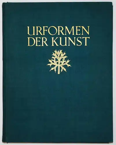 Karl Blossfeldt. Urformen der Kunst. Wasmuth 1929 NEUE SACHLICHKEIT Botanik