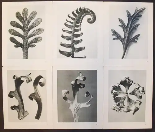 Karl Blossfeldt. Urformen der Kunst. Wasmuth 1929 NEUE SACHLICHKEIT Botanik