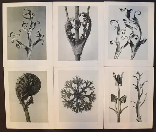 Karl Blossfeldt. Urformen der Kunst. Wasmuth 1929 NEUE SACHLICHKEIT Botanik