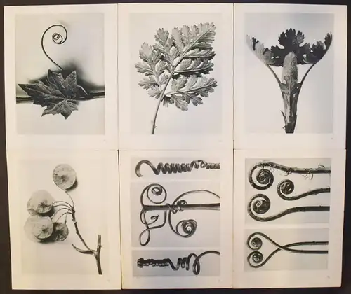 Karl Blossfeldt. Urformen der Kunst. Wasmuth 1929 NEUE SACHLICHKEIT Botanik