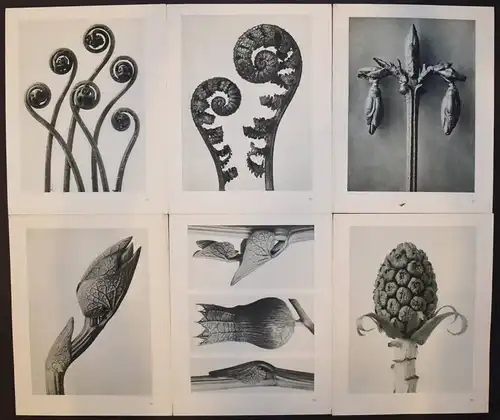 Karl Blossfeldt. Urformen der Kunst. Wasmuth 1929 NEUE SACHLICHKEIT Botanik