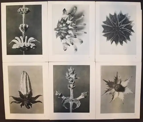 Karl Blossfeldt. Urformen der Kunst. Wasmuth 1929 NEUE SACHLICHKEIT Botanik