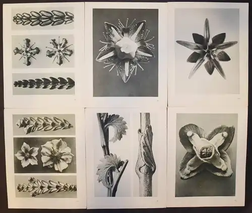 Karl Blossfeldt. Urformen der Kunst. Wasmuth 1929 NEUE SACHLICHKEIT Botanik