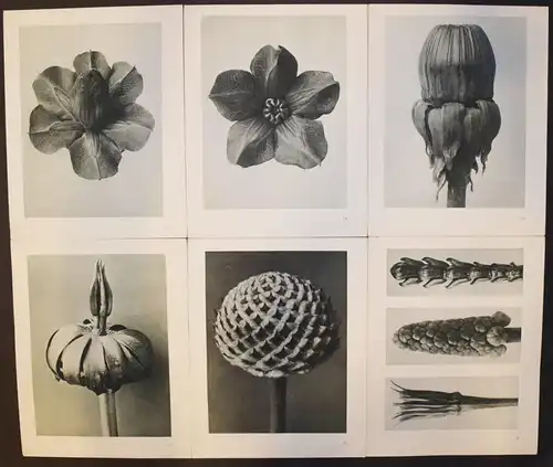 Karl Blossfeldt. Urformen der Kunst. Wasmuth 1929 NEUE SACHLICHKEIT Botanik