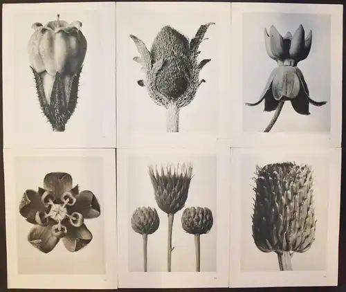 Karl Blossfeldt. Urformen der Kunst. Wasmuth 1929 NEUE SACHLICHKEIT Botanik