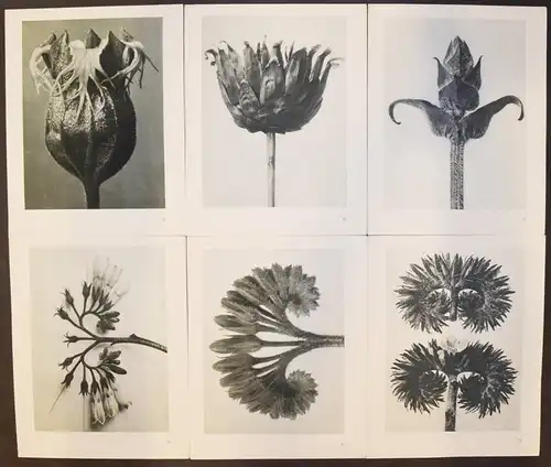 Karl Blossfeldt. Urformen der Kunst. Wasmuth 1929 NEUE SACHLICHKEIT Botanik