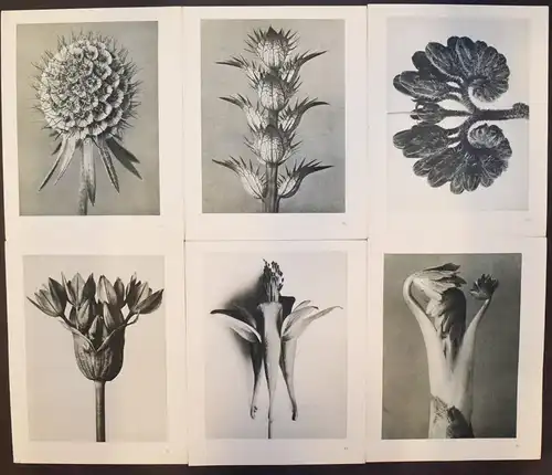 Karl Blossfeldt. Urformen der Kunst. Wasmuth 1929 NEUE SACHLICHKEIT Botanik