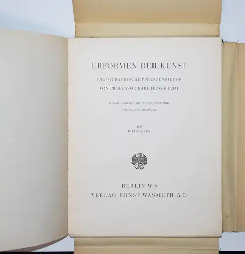 Karl Blossfeldt. Urformen der Kunst. Wasmuth 1929 NEUE SACHLICHKEIT Botanik