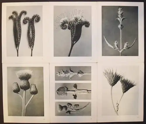 Karl Blossfeldt. Urformen der Kunst. Wasmuth 1929 NEUE SACHLICHKEIT Botanik