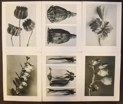 Karl Blossfeldt. Urformen der Kunst. Wasmuth 1929 NEUE SACHLICHKEIT Botanik