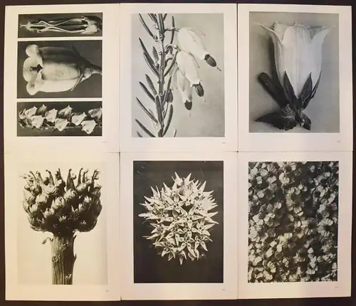 Karl Blossfeldt. Urformen der Kunst. Wasmuth 1929 NEUE SACHLICHKEIT Botanik