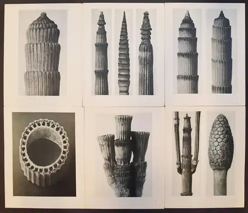 Karl Blossfeldt. Urformen der Kunst. Wasmuth 1929 NEUE SACHLICHKEIT Botanik