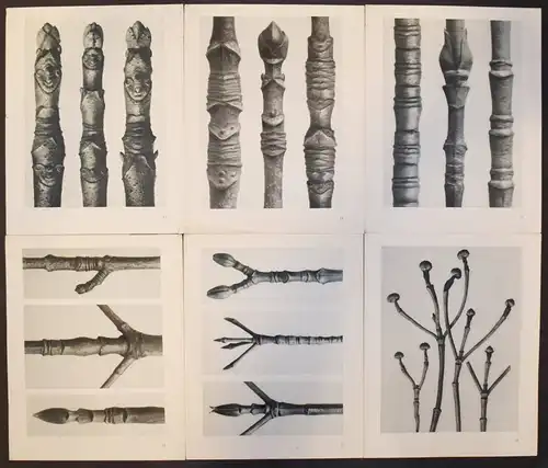 Karl Blossfeldt. Urformen der Kunst. Wasmuth 1929 NEUE SACHLICHKEIT Botanik