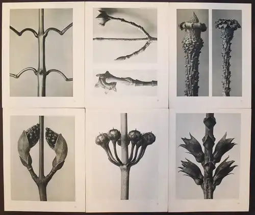 Karl Blossfeldt. Urformen der Kunst. Wasmuth 1929 NEUE SACHLICHKEIT Botanik