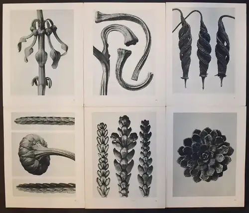 Karl Blossfeldt. Urformen der Kunst. Wasmuth 1929 NEUE SACHLICHKEIT Botanik