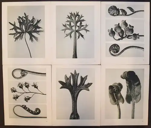 Karl Blossfeldt. Urformen der Kunst. Wasmuth 1929 NEUE SACHLICHKEIT Botanik