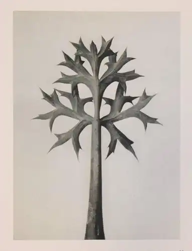 Karl Blossfeldt. Urformen der Kunst. Wasmuth 1929 NEUE SACHLICHKEIT Botanik