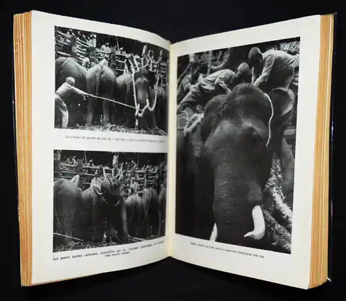 WIDMUNG - Horvat - La capture des elephants sauvages - Erstausgabe 1957 - Indien