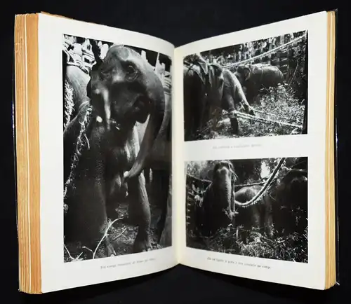 WIDMUNG - Horvat - La capture des elephants sauvages - Erstausgabe 1957 - Indien