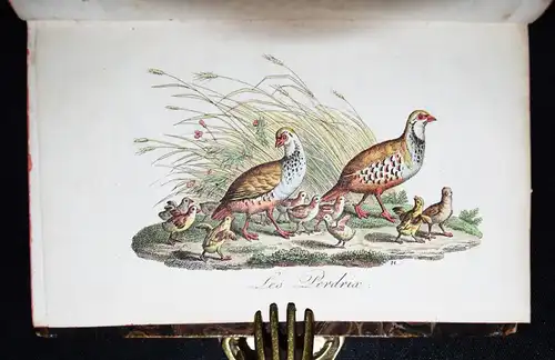 Les petites familles - 1819 SELTENER BIEDERMEIER KINDER-ALMANACH TIERFAMILIEN