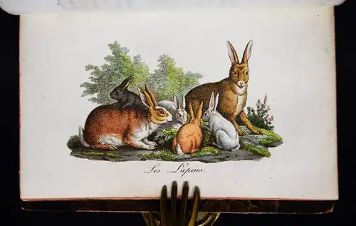 Les petites familles - 1819 SELTENER BIEDERMEIER KINDER-ALMANACH TIERFAMILIEN