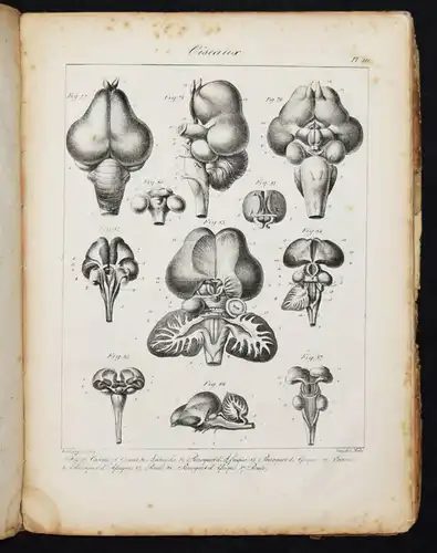 Serre, Anatomie comparee du cerveau - 1824 GEHRIN ANATOMIE NEUROCHIRURGIE