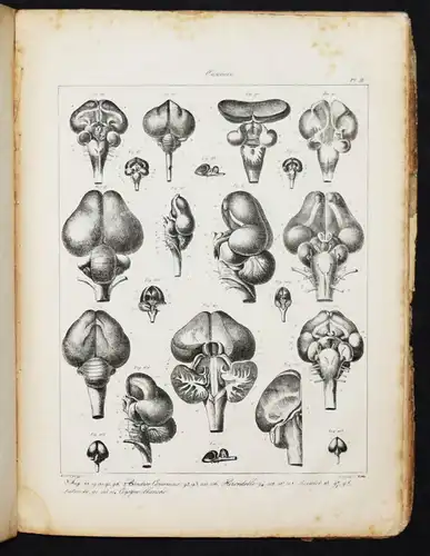 Serre, Anatomie comparee du cerveau - 1824 GEHRIN ANATOMIE NEUROCHIRURGIE