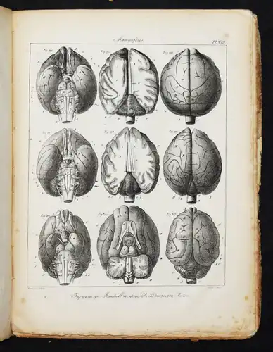 Serre, Anatomie comparee du cerveau - 1824 GEHRIN ANATOMIE NEUROCHIRURGIE