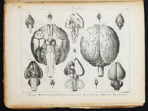 Serre, Anatomie comparee du cerveau - 1824 GEHRIN ANATOMIE NEUROCHIRURGIE