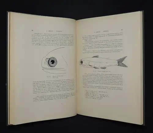 Straelen, Resultats scientifiques du voyage...1933 POISSONS ICHTHYOLOGIE FISCHE