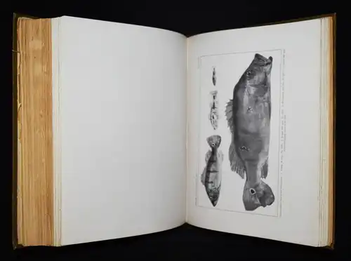 Holland, Memoires of the Carnegie Museum 1912 ICHTHYOLOGIE NEU GUINEA FISCHE