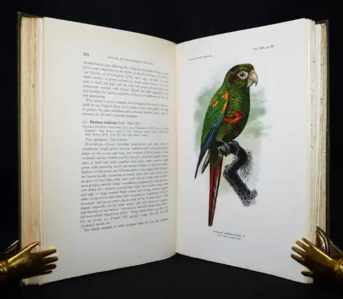 Holland, Annals of the Carnegie Museum - 1922 KOLUMBIEN ORNITHOLOGIE SÜDAMERIKA