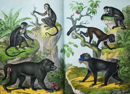 Schubert, Naturgeschichte der Säugethiere in Bildern 1860 ZOOLOGIE BIOLOGIE