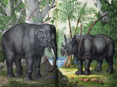 Schubert, Naturgeschichte der Säugethiere in Bildern 1860 ZOOLOGIE BIOLOGIE