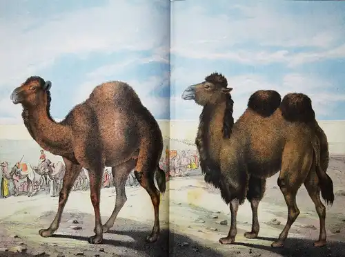 Schubert, Naturgeschichte der Säugethiere in Bildern 1860 ZOOLOGIE BIOLOGIE