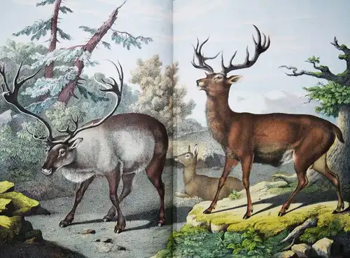 Schubert, Naturgeschichte der Säugethiere in Bildern 1860 ZOOLOGIE BIOLOGIE