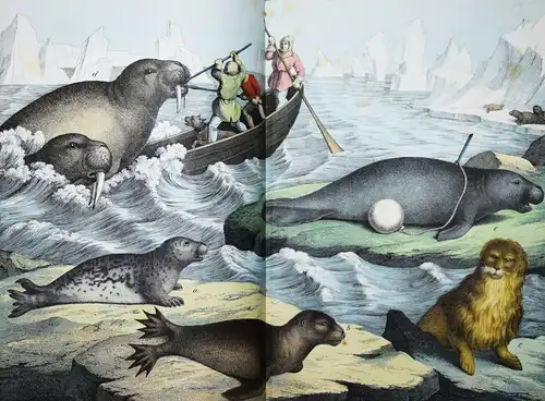 Schubert, Naturgeschichte der Säugethiere in Bildern 1860 ZOOLOGIE BIOLOGIE