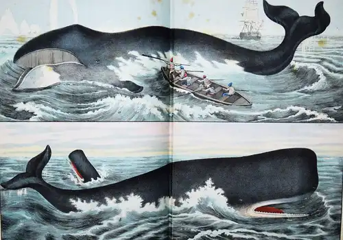 Schubert, Naturgeschichte der Säugethiere in Bildern 1860 ZOOLOGIE BIOLOGIE
