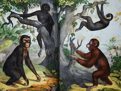 Schubert, Naturgeschichte der Säugethiere in Bildern 1860 ZOOLOGIE BIOLOGIE