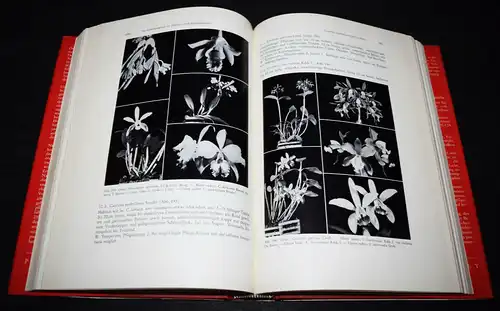 Schlechter, Die Orchideen, II - Parey 1985 - ISBN: 348978622X - BOTANIK BLUMEN