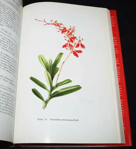 Schlechter, Die Orchideen, II - Parey 1985 - ISBN: 348978622X - BOTANIK BLUMEN