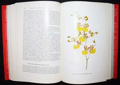 Schlechter, Die Orchideen, II - Parey 1985 - ISBN: 348978622X - BOTANIK BLUMEN