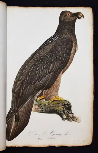 PRACHTVOLLES VOGELBUCH - Susemihl, Teutsche Ornithologie 1800 VÖGEL RAUBVÖGEL