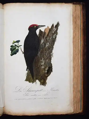 PRACHTVOLLES VOGELBUCH - Susemihl, Teutsche Ornithologie 1800 VÖGEL RAUBVÖGEL