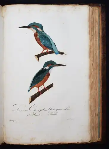 PRACHTVOLLES VOGELBUCH - Susemihl, Teutsche Ornithologie 1800 VÖGEL RAUBVÖGEL